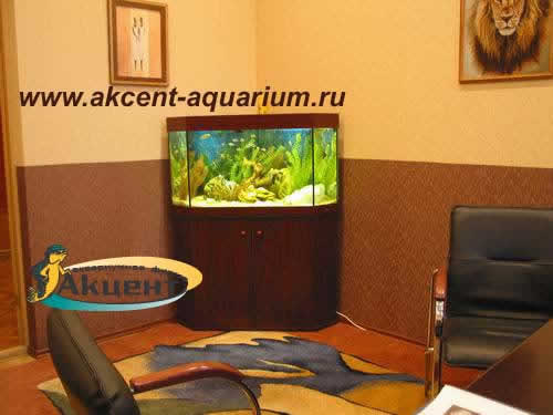 Акцент-аквариум,аквариум 180 литров угловой в кабинете